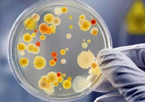 深入淺出聊發酵：微生物的食譜