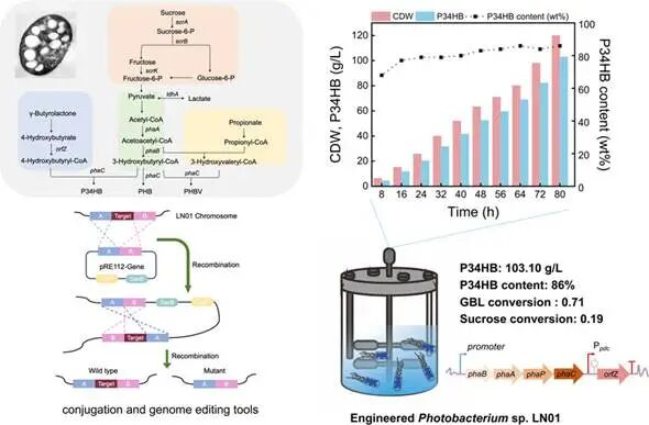 北京化工大學團隊開發嗜鹽菌“造塑”平臺，實現P34HB高效合成