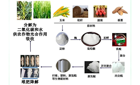 微生物降解過程：從秸稈單糖到乳酸